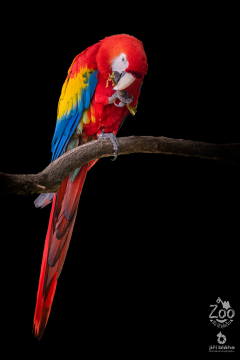 Se školou do zoo v roce 2026