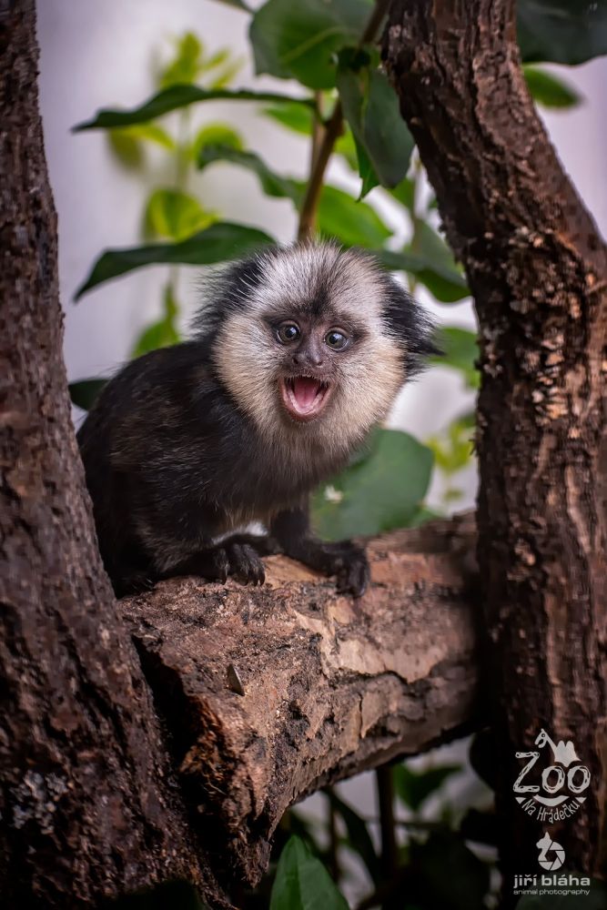 DEN OŠETŘOVATELEM - rezervace termínů