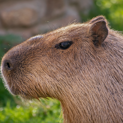 KAPYBARA