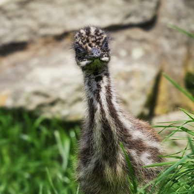 EMU HNĚDÝ
