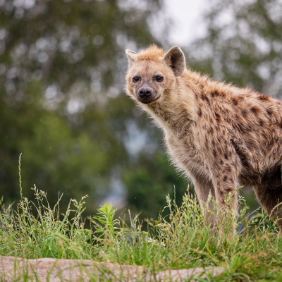 HYENA SKVRNITÁ