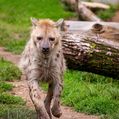 HYENA SKVRNITÁ