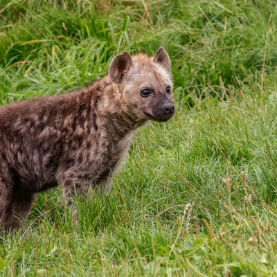 HYENA SKVRNITÁ