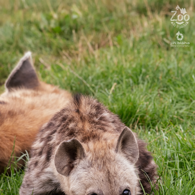 HYENA SKVRNITÁ