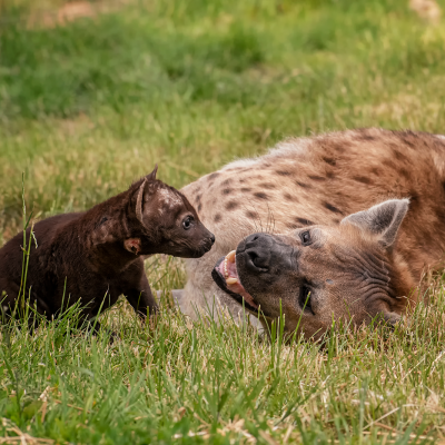 HYENA SKVRNITÁ