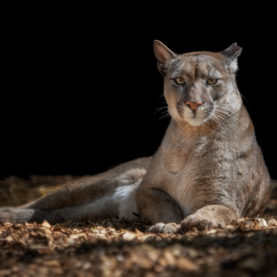 PUMA AMERICKÁ