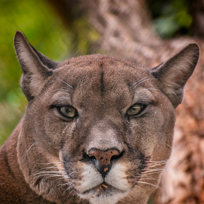 PUMA AMERICKÁ