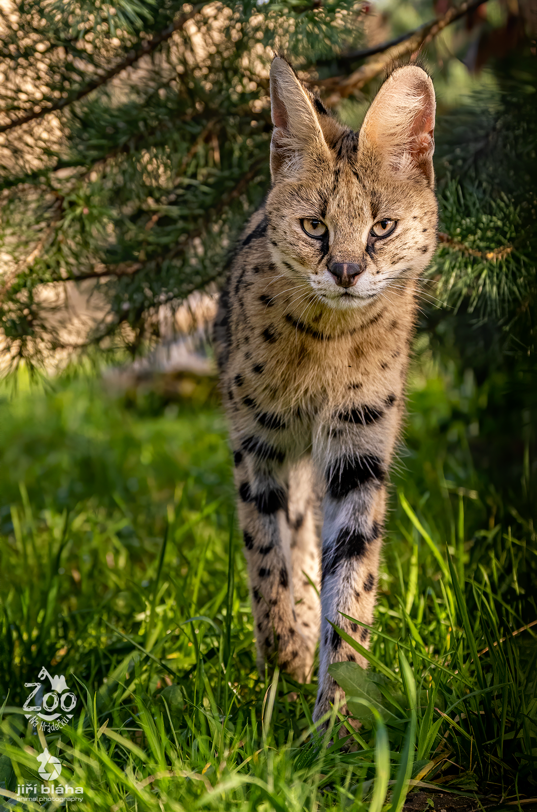 SERVAL STEPNÍ
