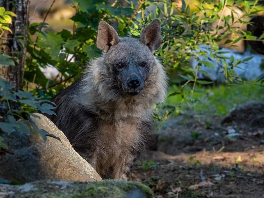 HYENA ČABRAKOVÁ