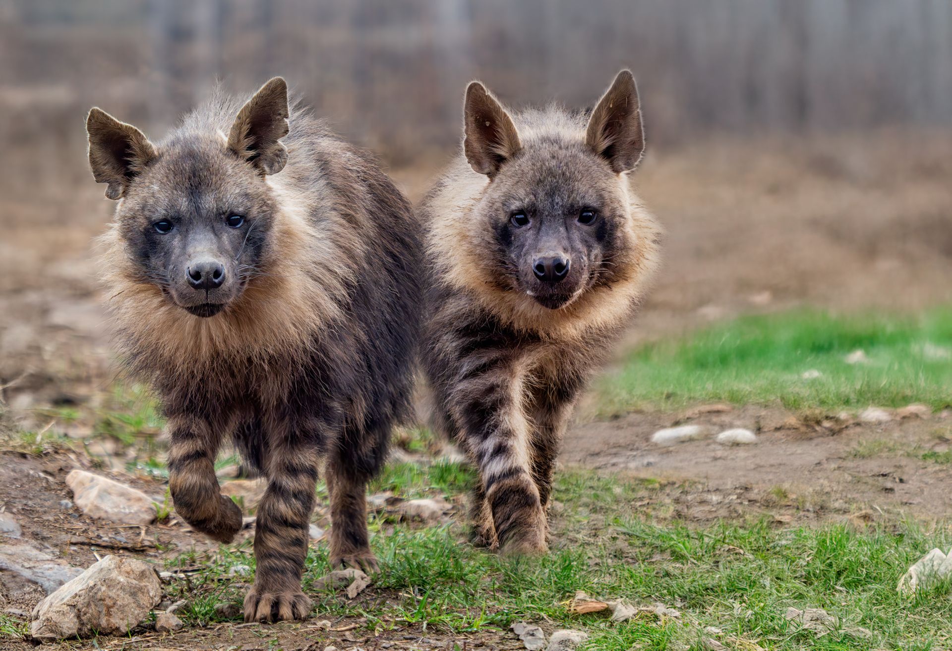 HYENA ČABRAKOVÁ