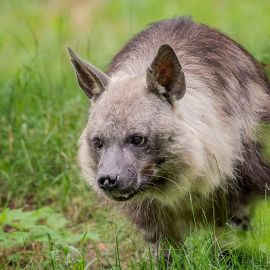 HYENA ČABRAKOVÁ