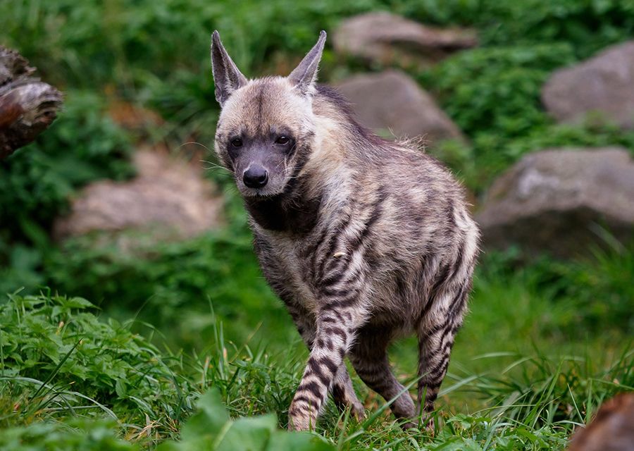HYENA ŽÍHANÁ