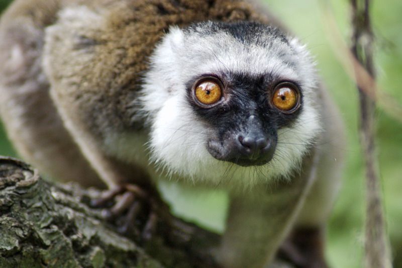 LEMUR BĚLOČELÝ