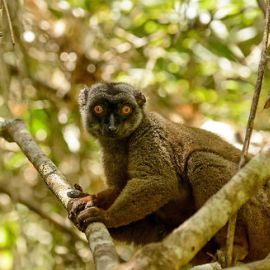 LEMUR BĚLOČELÝ