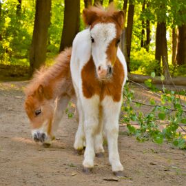 SHETLANDSKÝ PONY